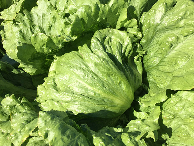 Lettuce Iceberg Greco
