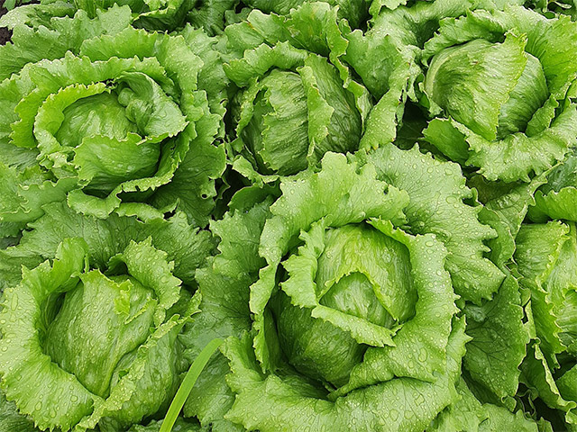 Lettuce Iceberg Ludmilla