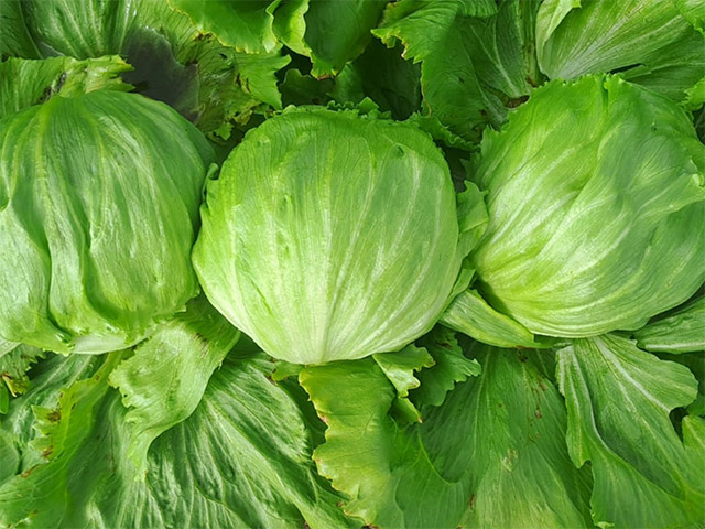 Lettuce Iceberg Troquel