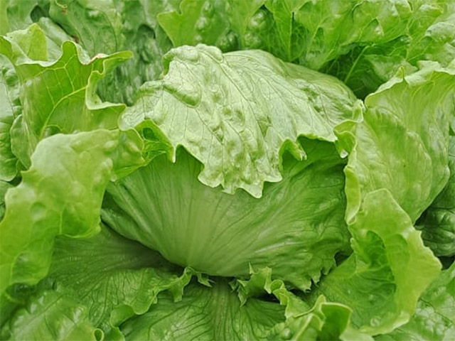 Lettuce Iceberg Zuloaga