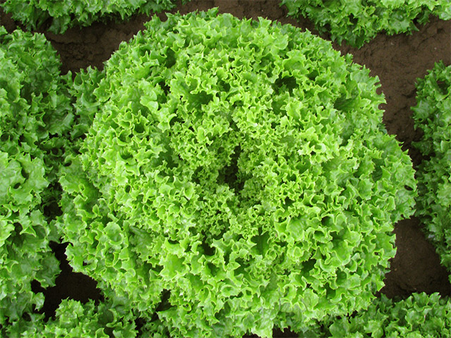 Lettuce Lollo Bionda Ilema