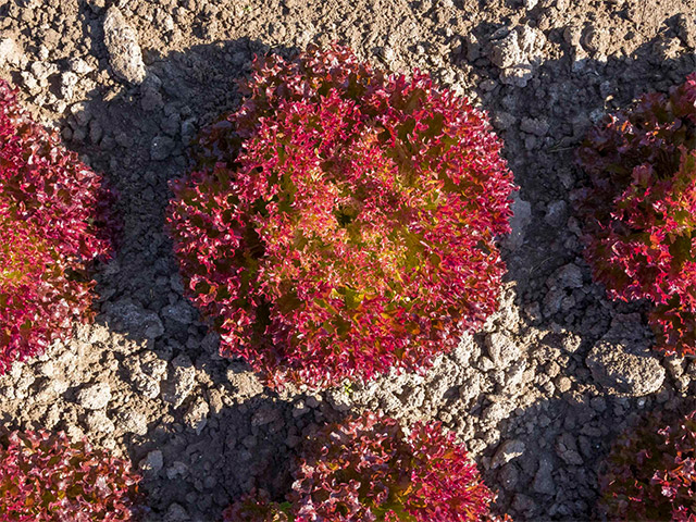 Lettuce Lollo Rossa Tuska