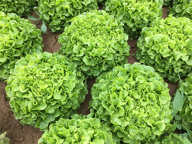 Lettuce Oakleaf Admir