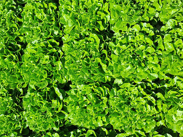 Lettuce Oakleaf Divisor
