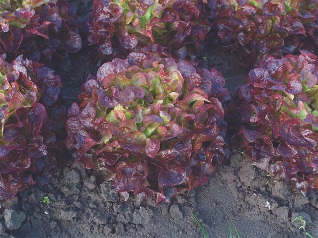 Lettuce Oakleaf Opalix