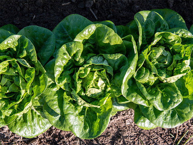 Lettuce Romaine Alborada