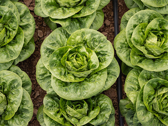Lettuce Romaine Elizium