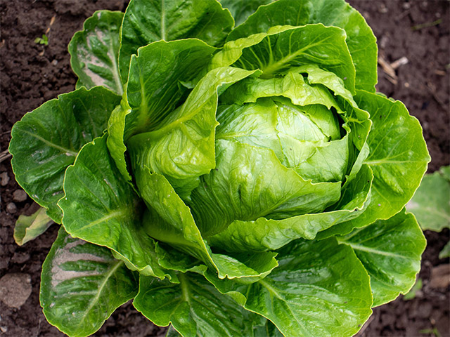 Lettuce Romaine Jarlsberg