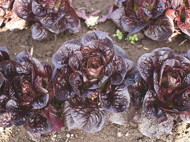 Lettuce Romaine Landred