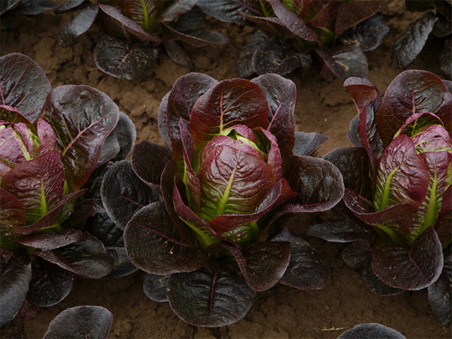 Lettuce Romaine Moonred