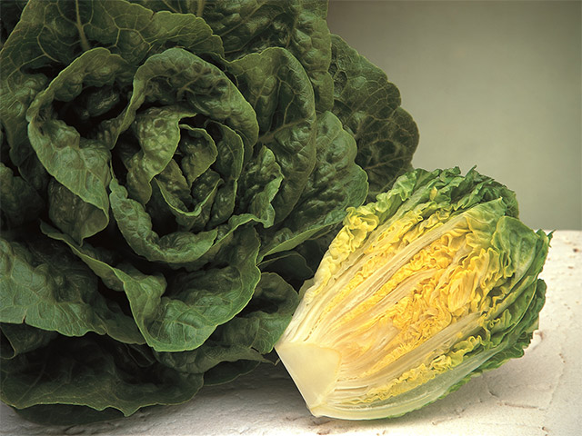 Romaine lettuce Xanadu