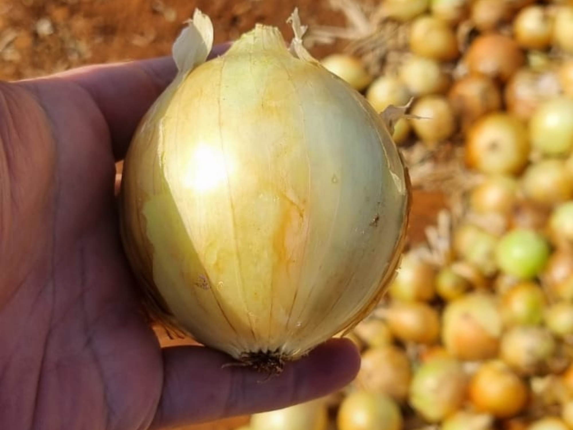 Cebolla Sirius