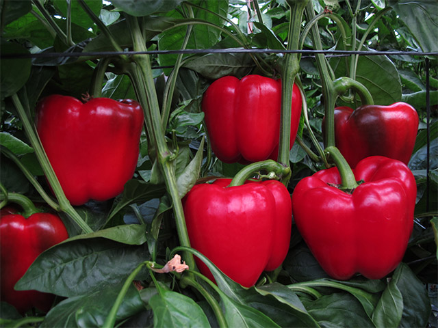Red blocky pepper Banckers