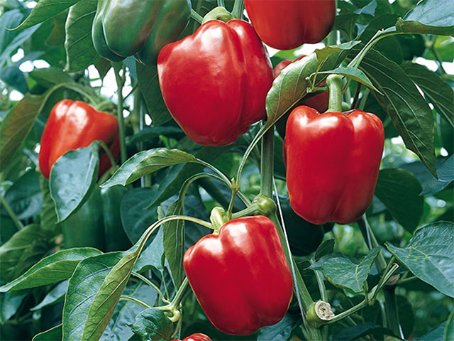 Red blocky pepper Cabanas