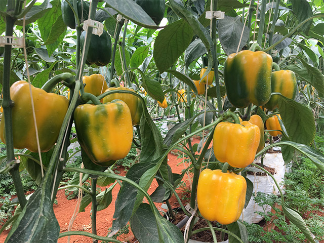 Yellow blocky pepper Calcio