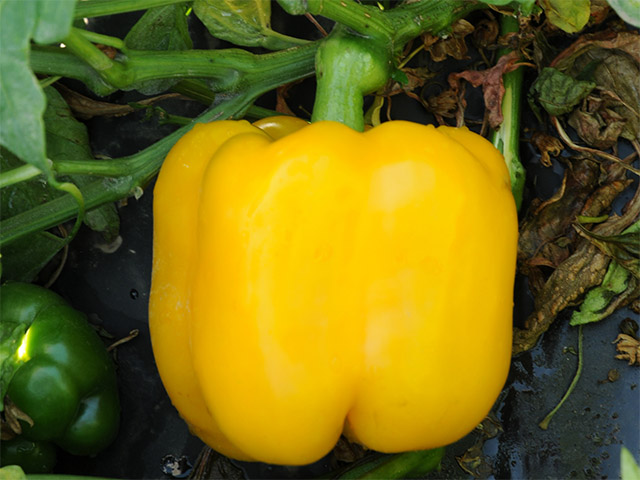Yellow blocky pepper Mildred