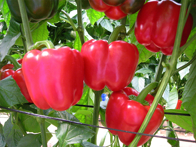 Red blocky pepper Nemalite