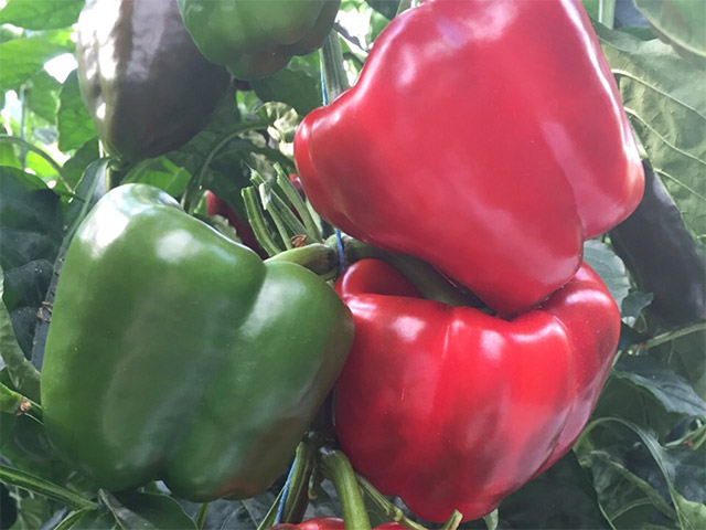 Red blocky pepper Procraft
