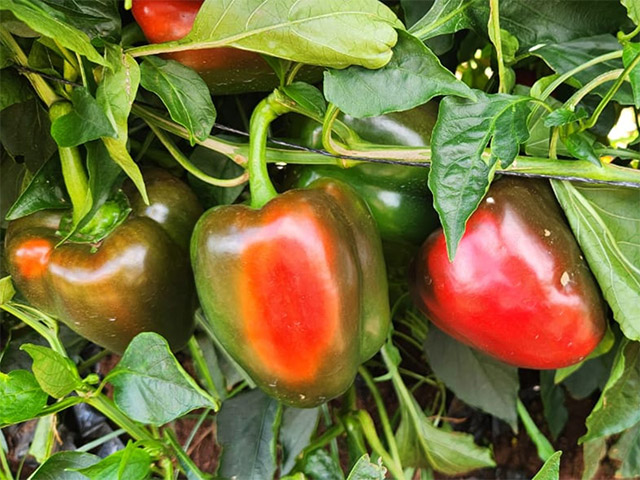 Red blocky pepper Triology