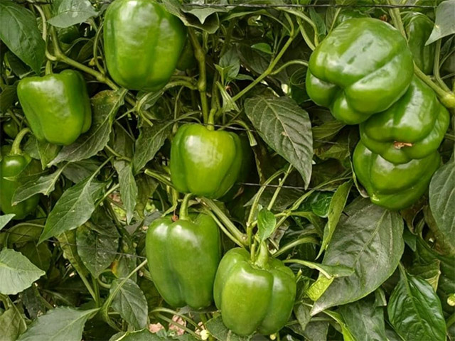Green blocky pepper Trooper