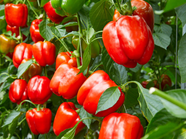 Red blocky pepper Vanadio