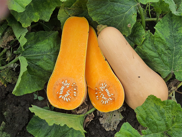 Butternut pumpkin Afriditta
