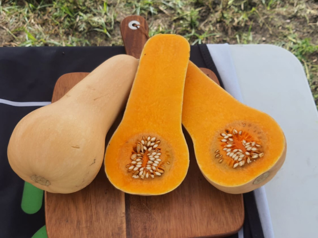 Butternut pumpkin Afrizeus