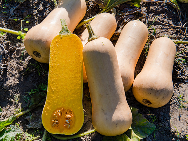 Butternut pumpkin Havana