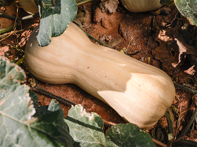 Butternut pumpkin Ines