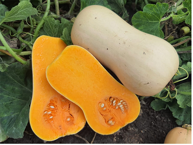 Butternut pumpkin Vaiana
