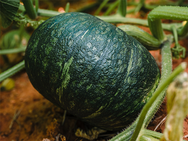 Kabocha Pumpkin Iron Lady