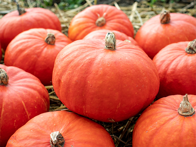 Red Kuri pumpkin Flexi Kuri
