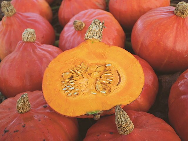 Red Kuri pumpkin Kenji