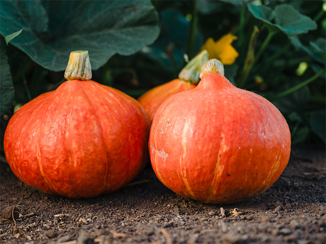 Red Kuri pumpkin Orange Summer