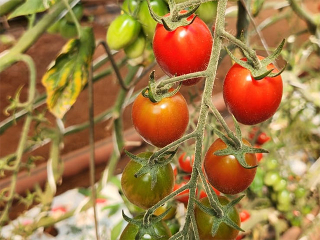 Mini plum tomato Santasy