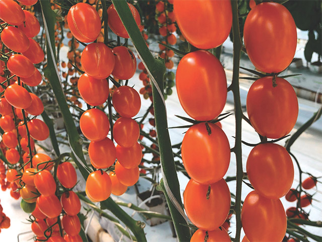 Mini plum tomato Santy Naranja