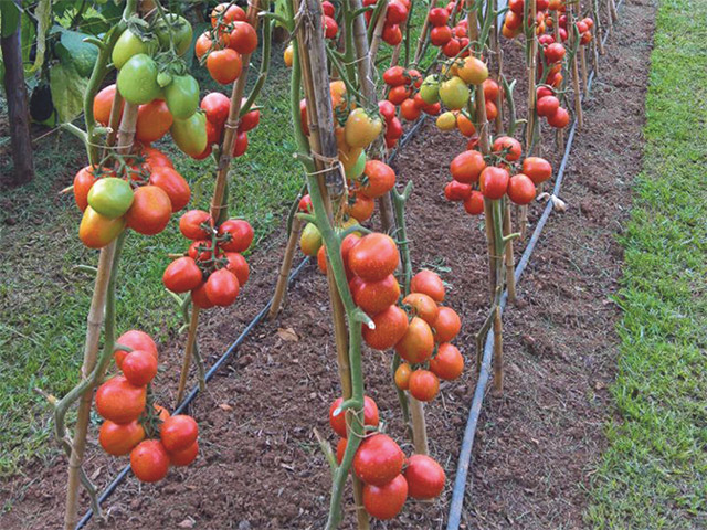 Plum tomato Anja