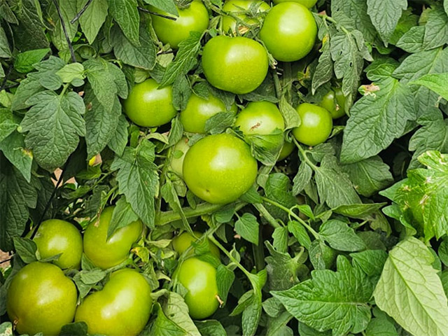 Beef tomato Comendador