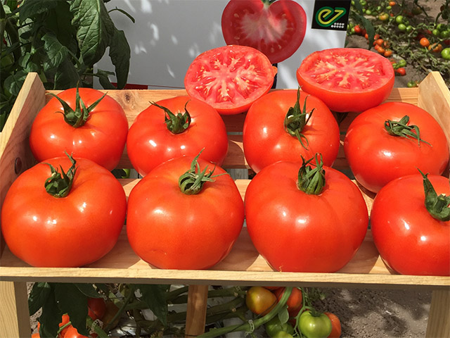 Beef tomato Legionario