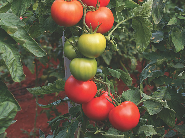 Beef tomato Sodegar