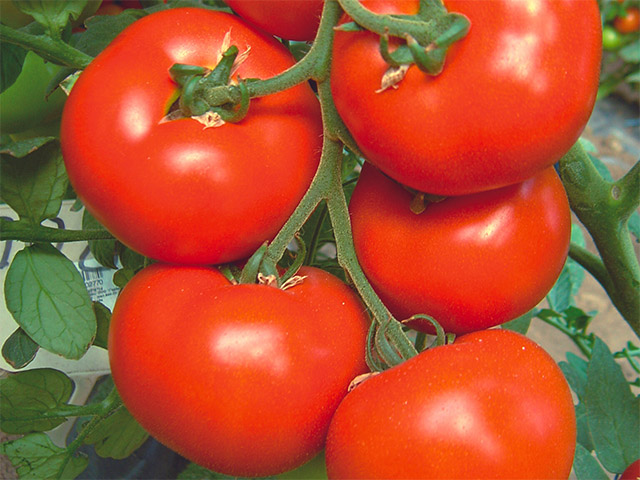 Beef tomato Sylviana