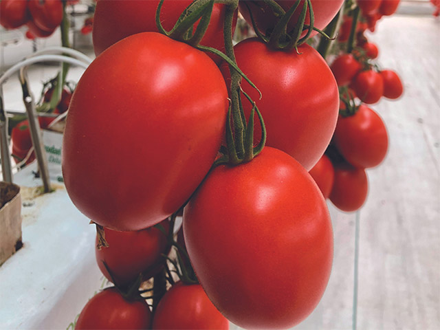 Saladette tomato Dickens