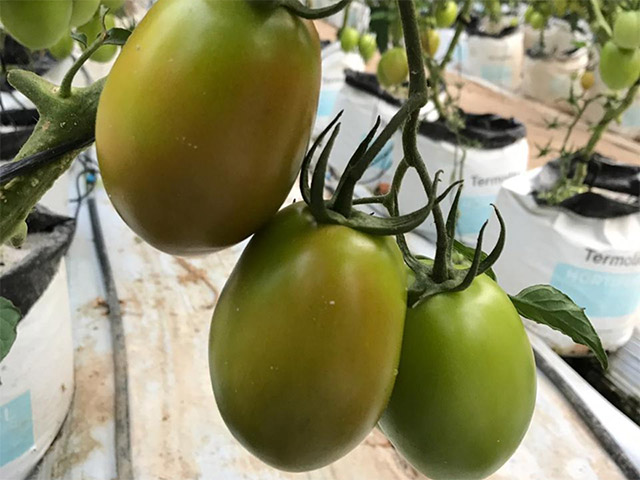Saladette tomato Quiroga