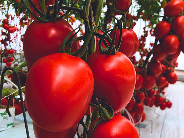 Saladette tomato Quiroga