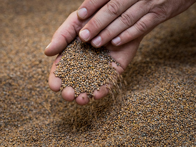Our seed operations team