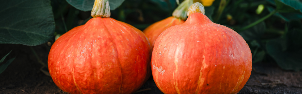 pumpkin