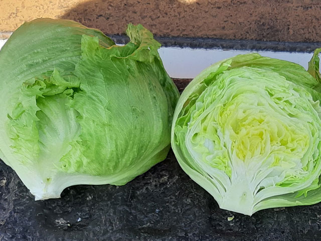 Iceberg lettuce Waltz