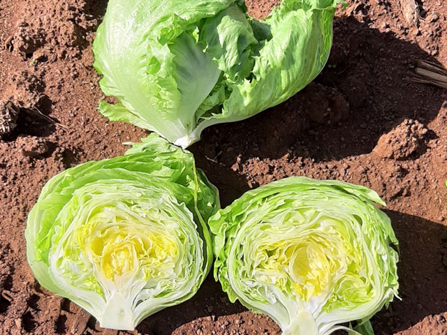 Iceberg lettuce Waltz