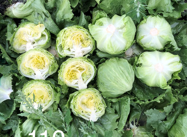 Iceberg lettuce Basimentos