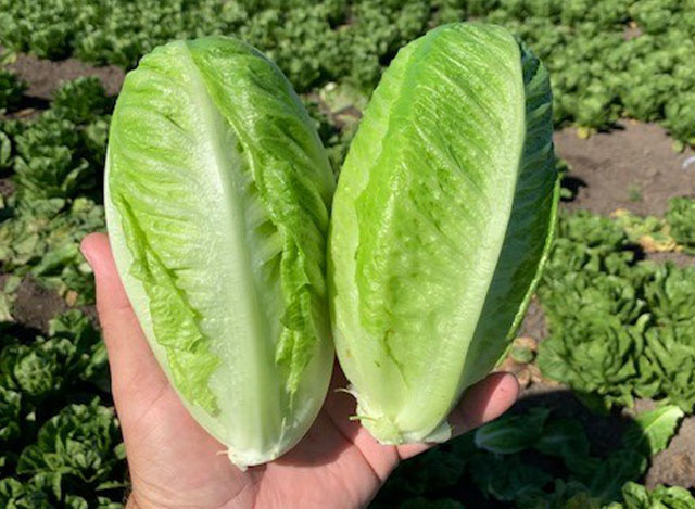 Romaine lettuce Seaberg
